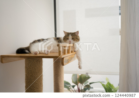 pet care concept with scottish cat relax and sleep in living room pet care concept with scottish cat relax and sleep in living room 124440987