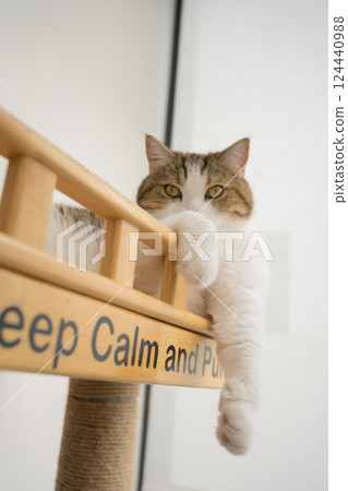 pet care concept with scottish cat relax and sleep in living room 124440988
