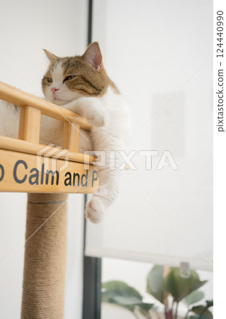 pet care concept with scottish cat relax and sleep in living room pet care concept with scottish cat relax and sleep in living room 124440990