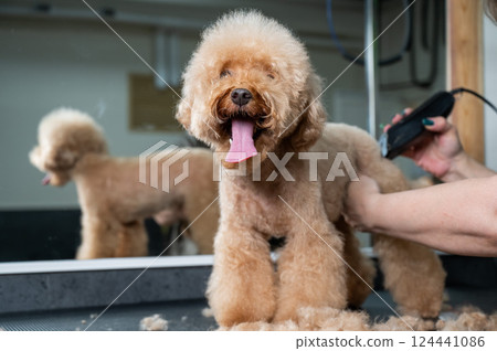 A groomer uses an electric razor to trim a poodle's hair.  124441086