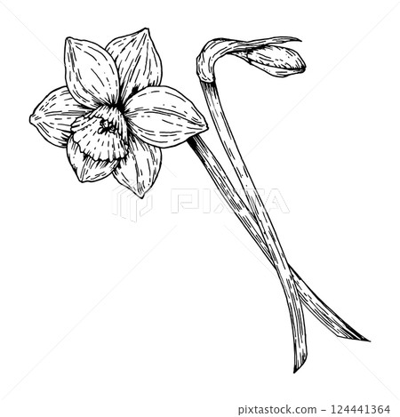 Vector illustration of a blooming daffodil with a bud. Hand drawn in ink line art style. Monochrome black and white sketch perfect for spring design, Easter decor and 8 March floral compositions. Vector illustration of a blooming daffodil with a bud. Hand drawn in ink line art style. Monochrome black and white sketch perfect for spring design, Easter decor and 8 March floral compositions. 124441364