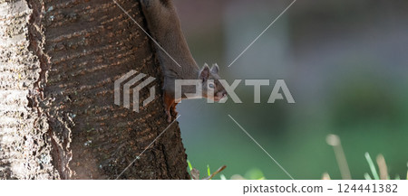 Japanese squirrel climbing a tree 124441382