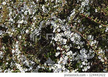 Yukiyanagi（Yukiyanagi） 124441422