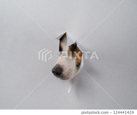 The nose of a Jack Russell Terrier dog sticks out of light gray cardboard. Copy space.  124441429