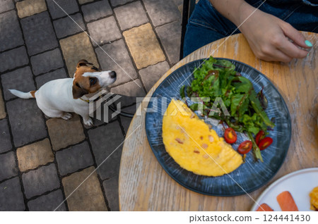 Jack Russell begging the owner in a street cafe. Woman having breakfast in dog friendly outdoor cafe. Jack Russell begging the owner in a street cafe. Woman having breakfast in dog friendly outdoor cafe. 124441430