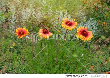 Gaillardia is cultivated as an ornamental plant. Gaillardia grows in meadow or open areas. Plant of Aster family. Sunny day. Gaillardia is cultivated as an ornamental plant. Gaillardia grows in meadow or open areas. Plant of Aster family. Sunny day. 124441602