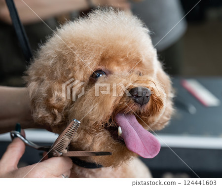 Groomer grooming a chocolate mini poodle. Groomer grooming a chocolate mini poodle. 124441603
