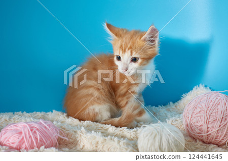 Kitten on a blue background for copyspace. Kitten on a blue background for copyspace. 124441645