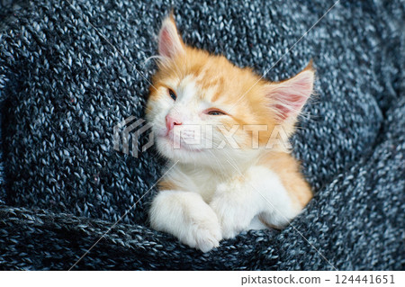 The kitten is sleeping sweetly wrapped in a wool blanket 124441651