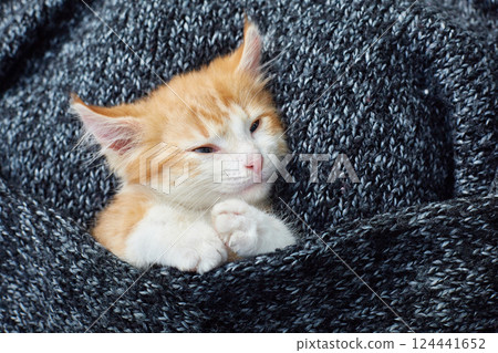 Cute red kitten is napping in a knitted dark gray melange blanket. Lifestyle. Cute red kitten is napping in a knitted dark gray melange blanket. Lifestyle. 124441652