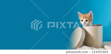The cat is sitting in a round hatbox. Blue background for copispace 124441663