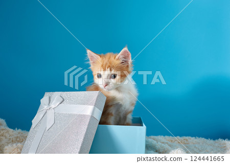 Red kitten in a blue box. Cute cat on the background with a place for text. Copy space 124441665