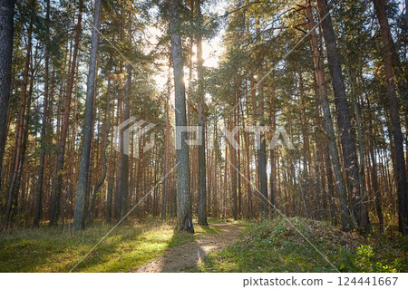 Autumn park with pine trees on a sunny day. Copy space. Autumn park with pine trees on a sunny day. Copy space. 124441667