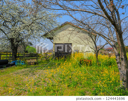 小湊鐵鉄舞站的櫻花與小屋 124441696