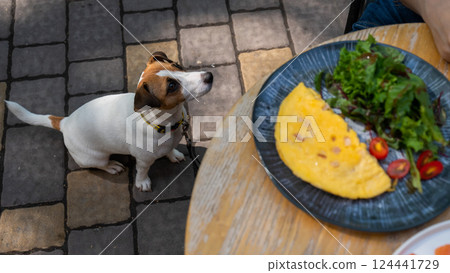 Jack Russell begging the owner in a street cafe. Woman having breakfast in dog friendly outdoor cafe.  124441729