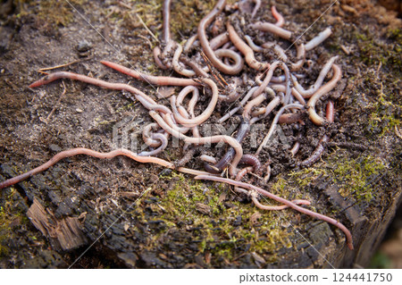 Earthworms on the soil. Production of vermicompost from household food waste Earthworms on the soil. Production of vermicompost from household food waste 124441750
