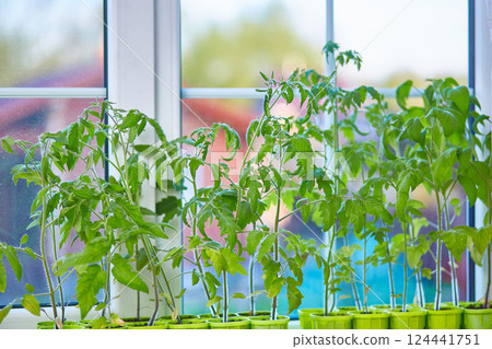 Tomato seedlings on the window of the house. Tomato seedlings on the window of the house. 124441751