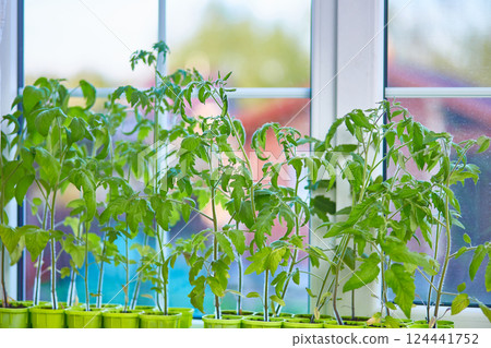 Tomato seedlings on the window of the house. 124441752