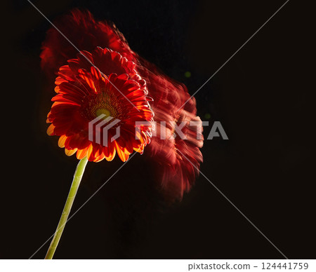 gerbera flower on a black background. 124441759