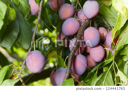Ripe plums on a branch in the garden on a sunny summer day. Ripe plums on a branch in the garden on a sunny summer day. 124441763