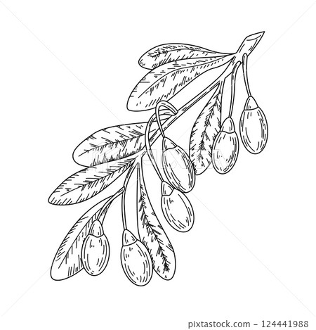 Vintage berry. Natural branch. Juicy fruits and leaves. Summer healthy food. Ripe vitamin harvest. Jam fresh ingredient. Sea buckthorn. Honeysuckle plant. Botanical element. Vector graphic drawing 124441988