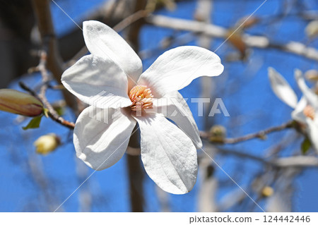 Kobushi（辣） 124442446