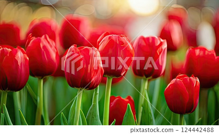 AI image: Bright red tulips in full bloom 124442488