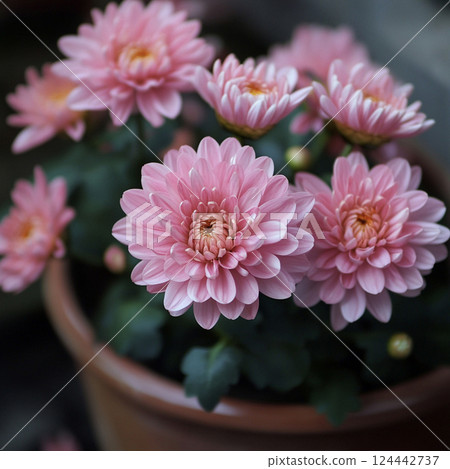 盆栽粉紅菊花AI圖片 124442737