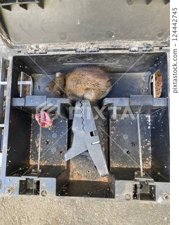 一隻黑老鼠被困在陷阱裡 124442745