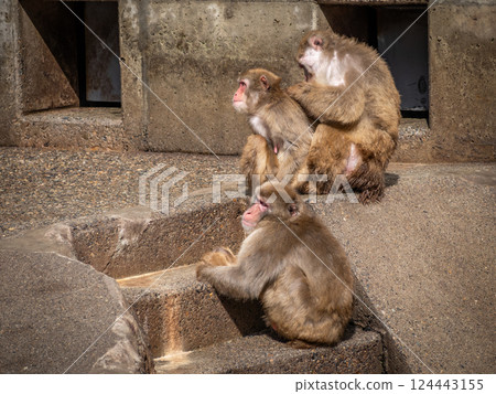 Japanese macaques at Chausuyama Zoo Japanese macaques at Chausuyama Zoo 124443155