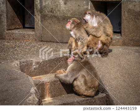 茶臼山動物園的日本獼猴 124443159