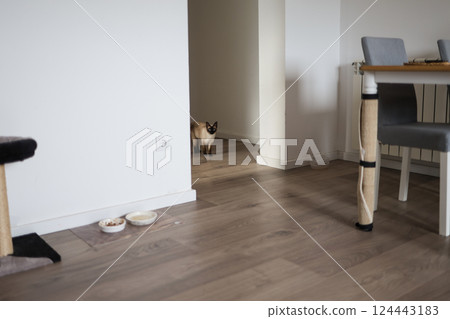 Siamese cat standing in hallway of modern apartment and observing surroundings. Domestic calmness, routine, and pet presence in everyday home environment. Siamese cat standing in hallway of modern apartment and observing surroundings. Domestic calmness, routine, and pet presence in everyday home environment. 124443183