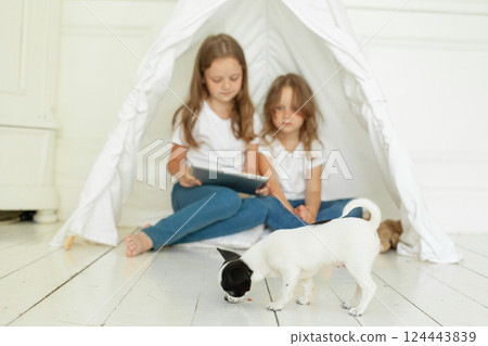 Little dog pet on floor at home 124443839