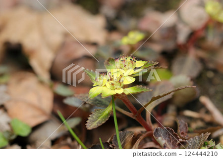The dainty, primitive yellow-green flowers of the cat's-foot plant bloom in the semi-shaded soil of a moist wooded area (macro photography in the natural environment) 124444210
