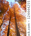 Forest of metasequoia with autumn leaves 124444255