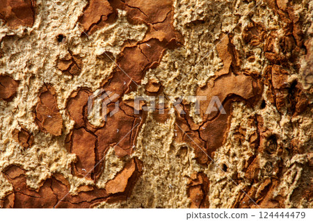 Tree bark 124444479