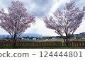 Kohigan cherry blossoms at Shimakamijo Park in Kai City, Yamanashi Prefecture 124444801