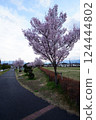 Kohigan cherry blossoms at Shimakamijo Park in Kai City, Yamanashi Prefecture 124444802