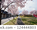 Kohigan cherry blossoms at Shimakamijo Park in Kai City, Yamanashi Prefecture 124444803