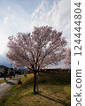 Kohigan cherry blossoms at Shimakamijo Park in Kai City, Yamanashi Prefecture 124444804