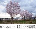 Kohigan cherry blossoms at Shimakamijo Park in Kai City, Yamanashi Prefecture 124444805