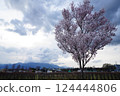 Kohigan cherry blossoms at Shimakamijo Park in Kai City, Yamanashi Prefecture 124444806
