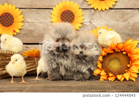 Pomeranian Puppies with Chicks in Sunflower Rustic Setup Pomeranian Puppies with Chicks in Sunflower Rustic Setup 124444845