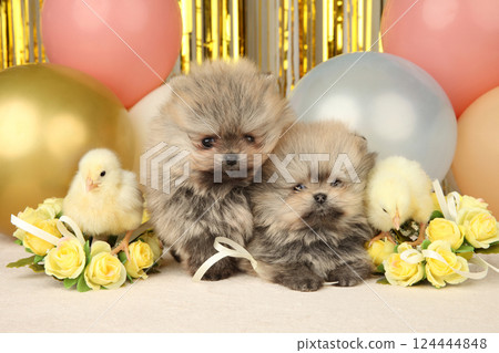 Two Pomeranian Puppies Amid Festive Balloons and Chicks 124444848