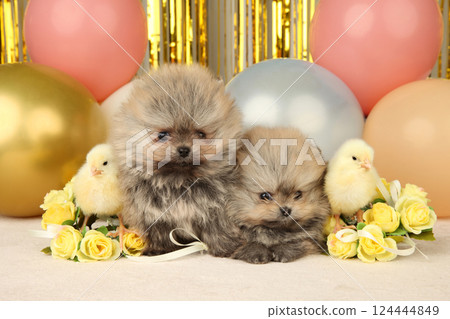 Two Pomeranian Puppies Amid Festive Balloons and Chicks Two Pomeranian Puppies Amid Festive Balloons and Chicks 124444849