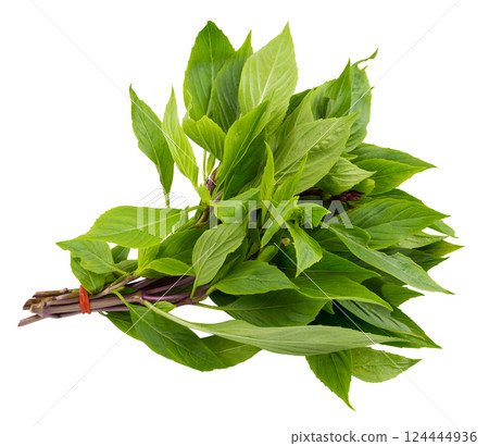 Basil leaves isolated on a white background 124444936