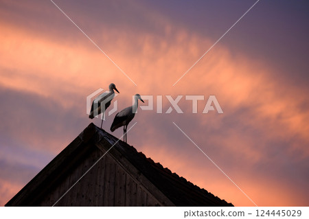 A pair of white storks resting on the roof of an old house 124445029