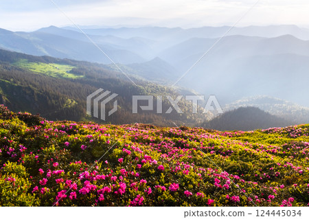 Blooming rhododendrons covering a mountain meadow in spring 124445034