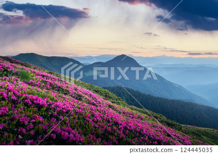 Blooming rhododendrons spreading across the rolling green hills 124445035