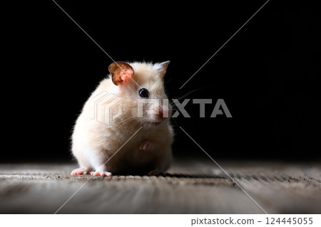 Fluffy beige hamster sitting on a vintage wooden table 124445055